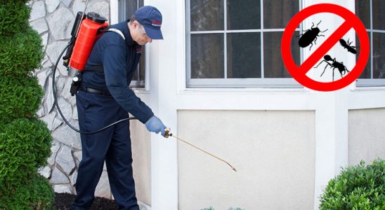 Doğanyurt Pire İlaçlama böcek ilaçlama ve haşere kontrolü — ilaclama-tr.com